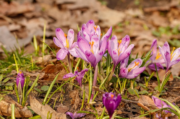 Bellissimi crochi fioriti viola in primavera sullo sfondo dell'erba