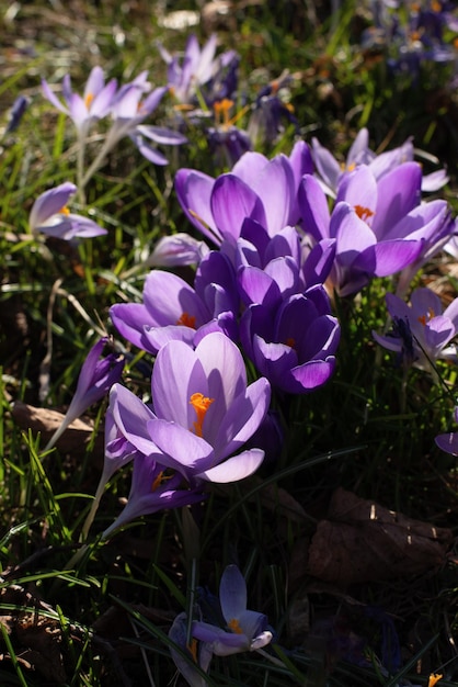 Bellissimi crochi primavera prima cipolla gruppo di fiori viola in fiore