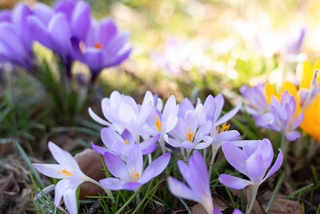 Bellissimi crochi primaverili a cipolla Gruppo di fiori viola in fiore buoni per salutare la cartolina stagionale