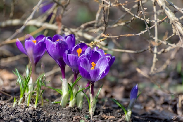 Bellissimi crochi primaverili cipolline. Gruppo di fiori viola in fiore, buoni per salutare la cartolina stagionale.