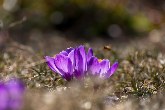 Bellissimi crochi primaverili primaverili gruppo di fiori viola che sbocciano buoni per salutare cartoline