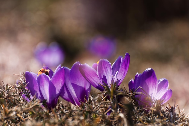 Bellissimi crochi primaverili primaverili gruppo di fiori viola che sbocciano buoni per salutare cartoline