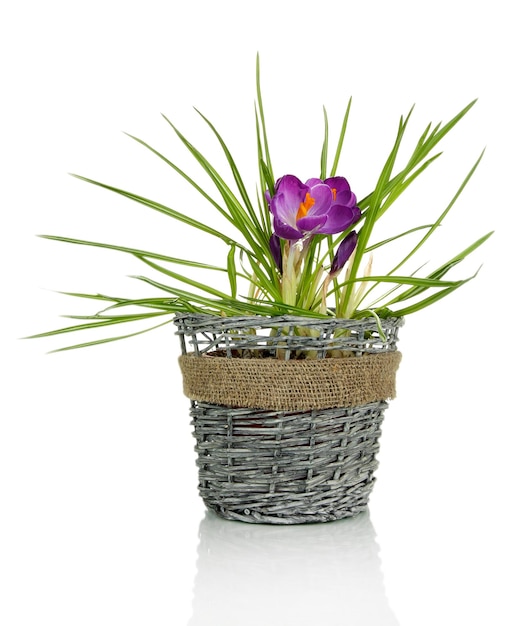 Bellissimi crochi viola in vaso da fiori isolato su bianco