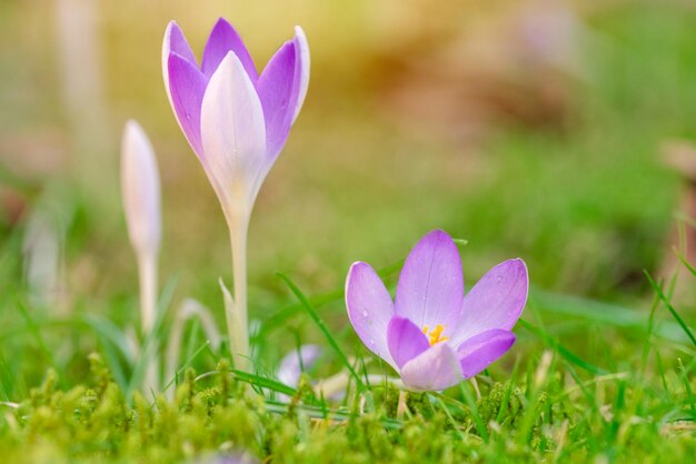 Bellissimi crochi viola sull'erba verde nella soleggiata giornata primaverile Spazio per il testo Foto di alta qualità