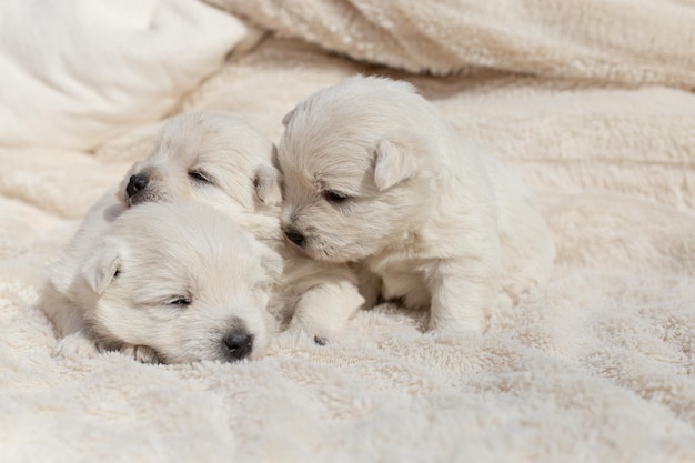Bellissimi cuccioli assonnati West Highland White Terrier su una coperta bianca