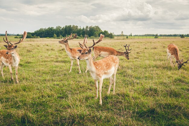 Bellissimi daini nel campo