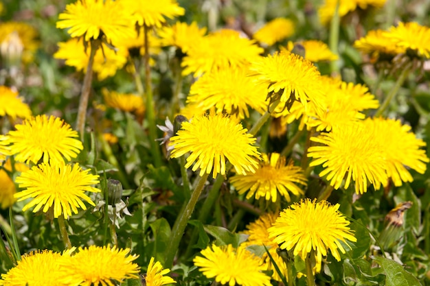 Bellissimi denti di leone gialli all'inizio e prato fiorito con erba