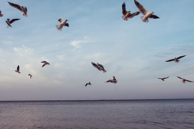 Bellissimi e liberi uccelli di gabbiano bianco volano nel cielo blu sopra il mare.