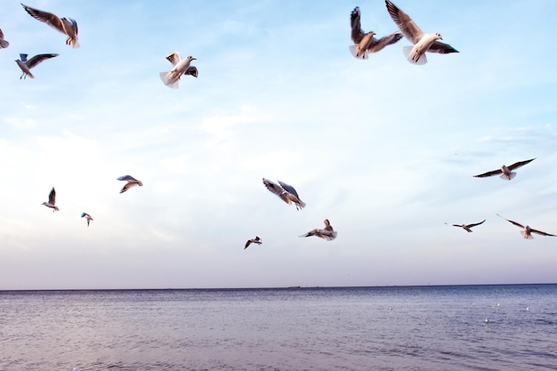 Bellissimi e liberi uccelli di gabbiano bianco volano nel cielo blu sopra il mare.