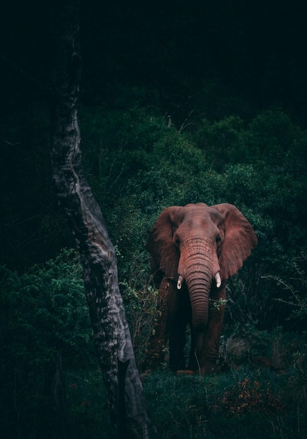 Bellissimi elefanti Bella carta da parati Bella natura