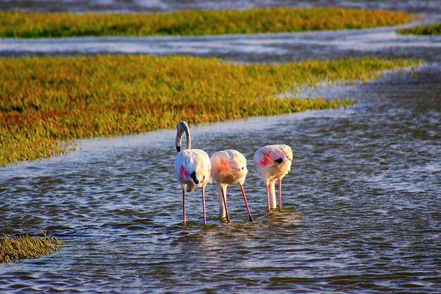 Bellissimi fenicotteri africani che passeggiano per la laguna e cercano cibo?