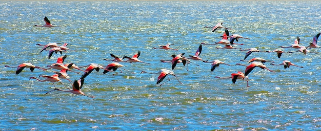 Bellissimi fenicotteri rosa africani che sorvolano il mare