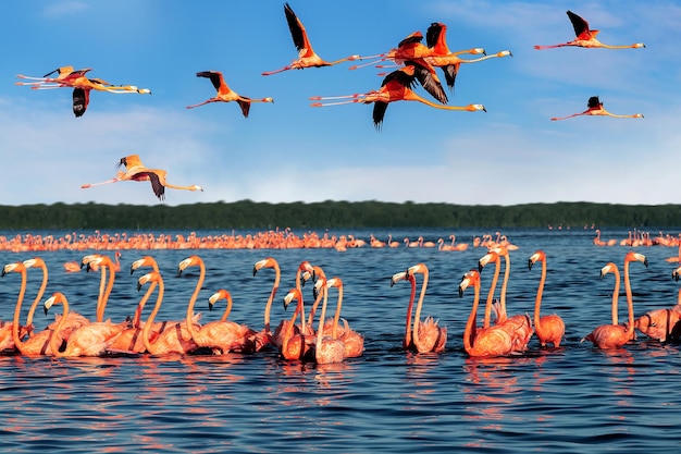 Bellissimi fenicotteri rosa in una bellissima laguna blu Messico Parco nazionale di Celestun