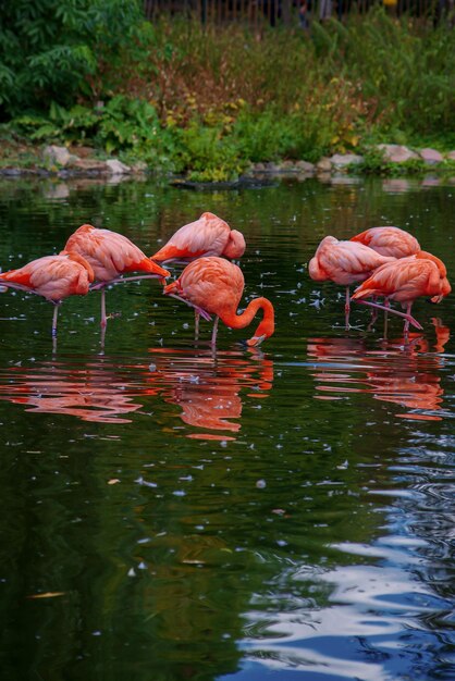 bellissimi fenicotteri rosa nella riserva naturale