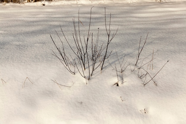 Bellissimi fenomeni naturali della stagione invernale, terreno ed erba coperti con uno spesso strato di neve dopo un ciclone con tempeste e nevicate, freddo gelido inverno e cumuli di neve