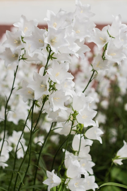 Bellissimi fiori a campana bianchi delicati