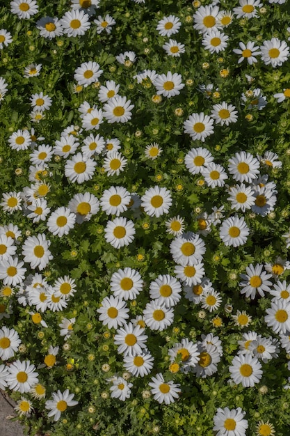 Bellissimi fiori a margherita come sfondo