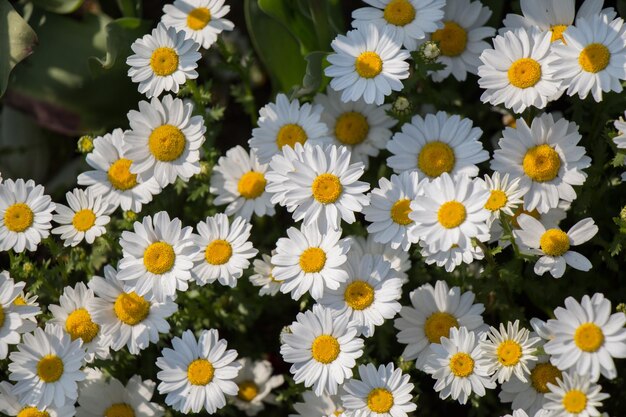 Bellissimi fiori a margherita come sfondo