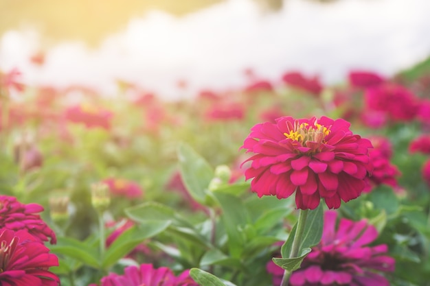 Bellissimi fiori al sole