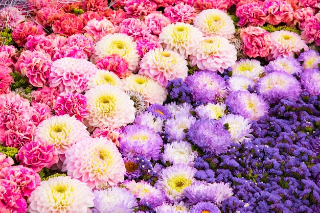 Bellissimi fiori autunnali. Crisantemo colorato e fiori di garofano.