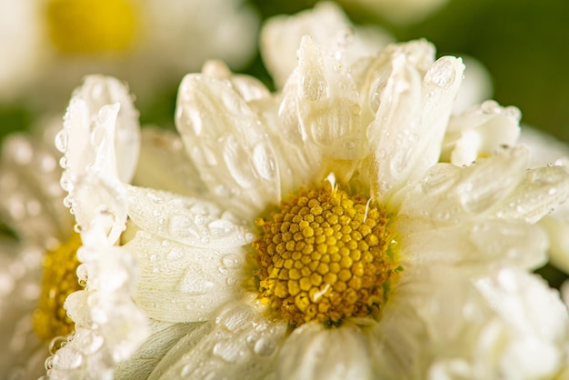 Bellissimi fiori bellissimi fiori bianchi e gialli dal Brasile sfondo scuro fuoco selettivo