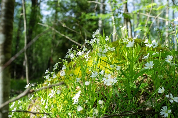 Bellissimi fiori bianchi che sbocciano in muschio ed erba su una collina nella foresta