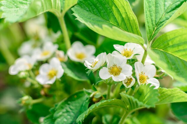 Bellissimi fiori bianchi contro piante verdi nel giardino primaverile, piante e fiori