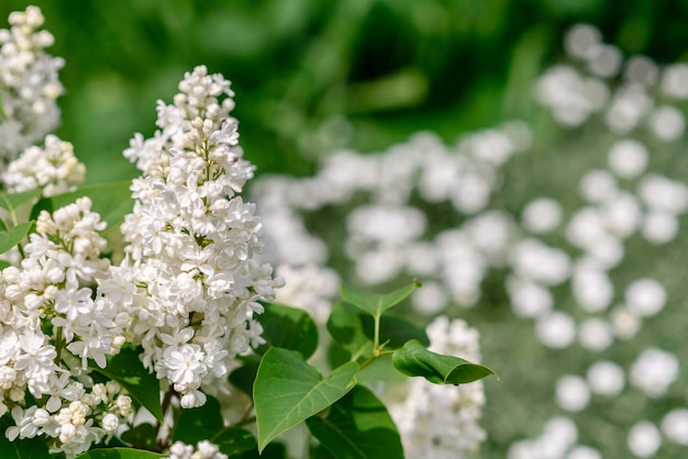 Bellissimi fiori bianchi contro piante verdi nel giardino primaverile.