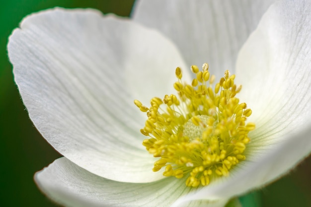 Bellissimi fiori bianchi contro piante verdi nel giardino primaverile.