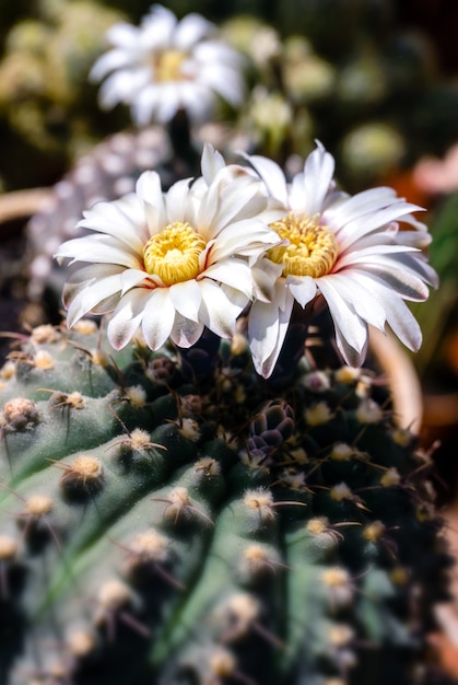 Bellissimi fiori bianchi di cactus in fiore Gymnocalycium schroederianum su uno sfondo sfocato