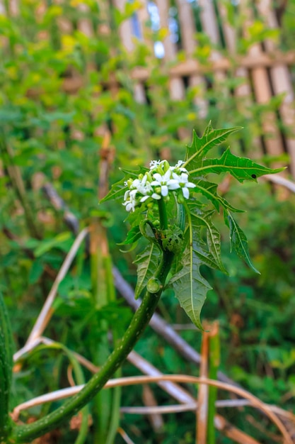 Bellissimi fiori bianchi di Cnidoscolus aconitifolius