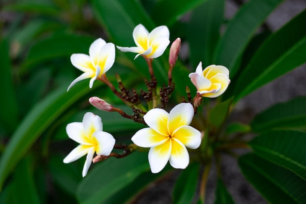 Bellissimi fiori bianchi di frangipani su uno sfondo scuro di fogliame verde Piante tropicali e fiori a fuoco selettivo