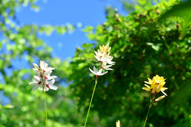 Bellissimi fiori bianchi di Ixia freschi contro un cielo azzurro primaverile. Morbido sfondo blu e verde, spazio per il testo, trama. natura, pasqua