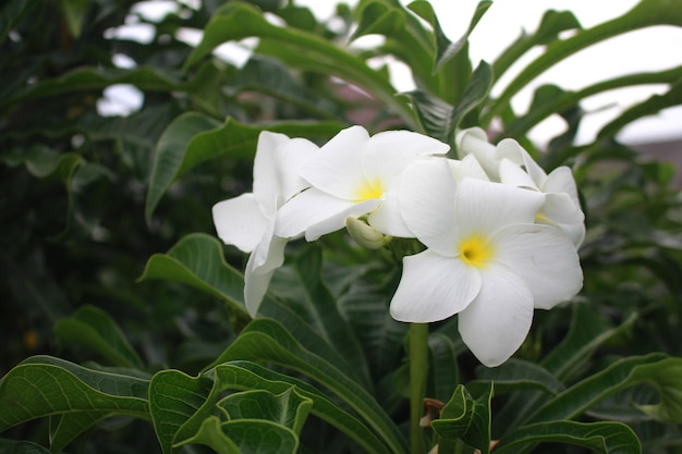 Bellissimi fiori bianchi di Plumeria sull'albero