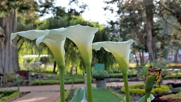 Bellissimi fiori bianchi di Zantedeschia aethiopica noto anche come calla