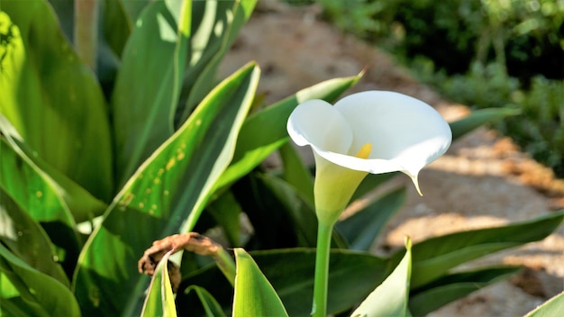 Bellissimi fiori bianchi di Zantedeschia aethiopica noto anche come calla