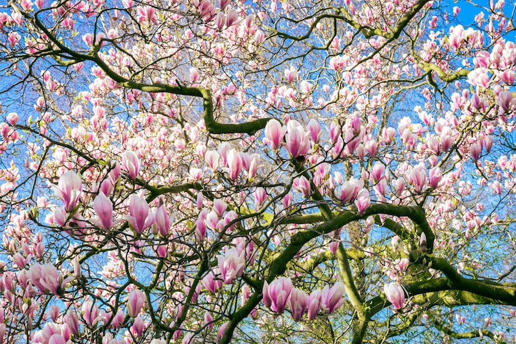 Foto bellissimi fiori bianchi e rosa di un albero di magnolia noto anche come tulipano