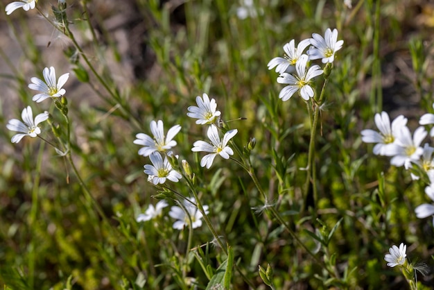 Bellissimi fiori bianchi in erba verde