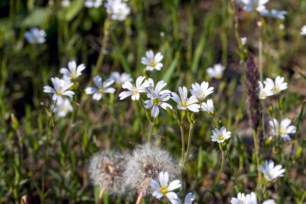 Bellissimi fiori bianchi in erba verde