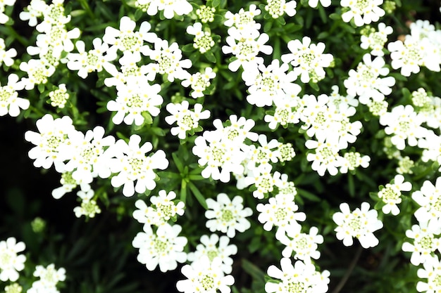 Bellissimi fiori bianchi in fiore all'aperto