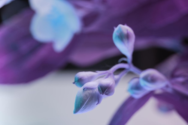 Bellissimi fiori bianchi nella luce al neon modello di sfondo per il design vista di fotografia macro