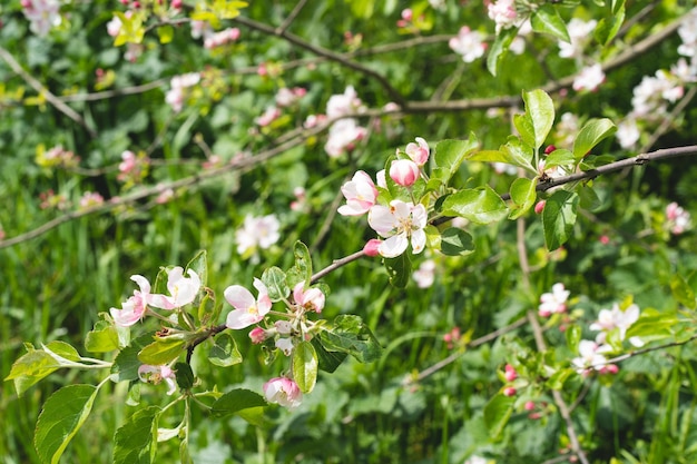 Bellissimi fiori bianchi su un ramo di un albero di mele sullo sfondo di un giardino sfocato