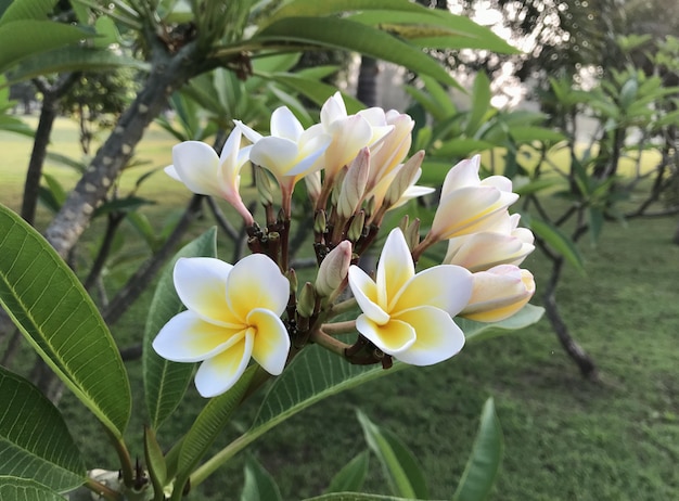 Bellissimi fiori bianchi