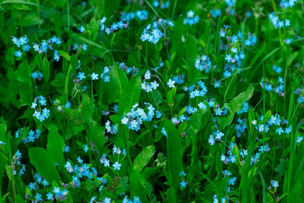 Bellissimi fiori blu con erba verde