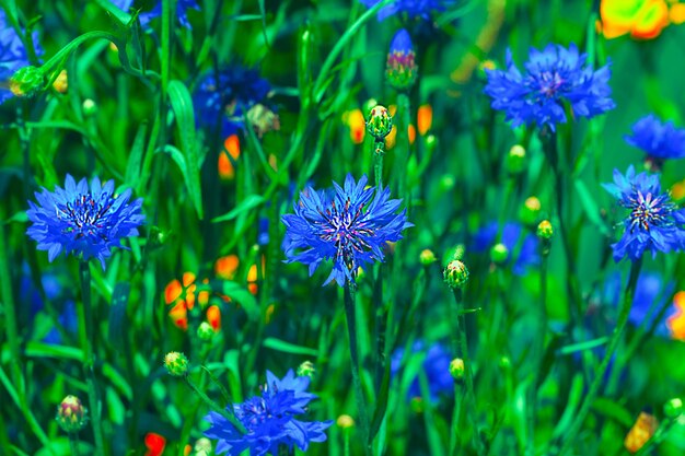 Bellissimi fiori blu di Centaurea cyanus di fiordaliso con fioritura blu in estate.