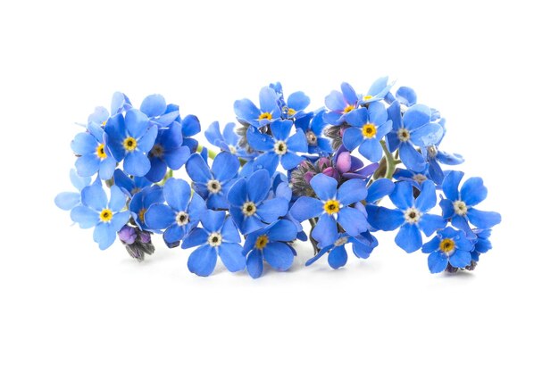 Bellissimi fiori blu Forgetmenot isolati su bianco