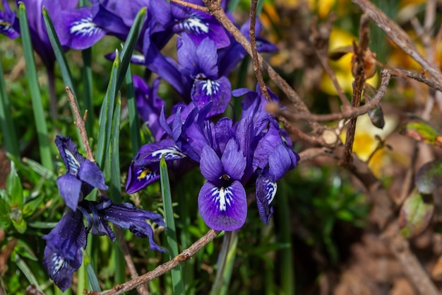 Bellissimi fiori blu primaverili, primo piano. Priorità bassa floreale di primavera estate. Messa a fuoco selettiva.