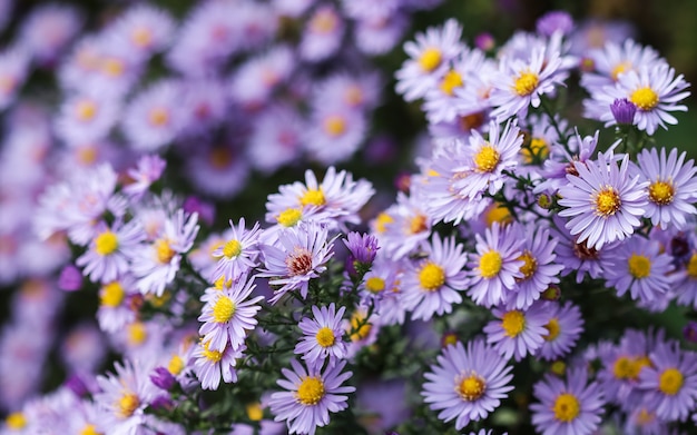 Bellissimi fiori blu zaffiro mistaster nel giardino autunnale