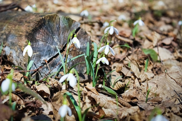 Bellissimi fiori bucaneve in primavera sulla natura nel parco