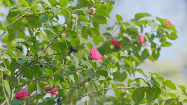 Bellissimi fiori camellia rosa o camellia japonica fiore che fiorisce in giardino